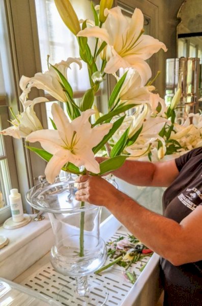 My Lilies اشتراك الليليز