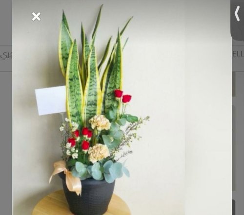 Plant Love پلانت لوڤ